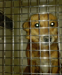 1378535_720315507997509_625618352_n