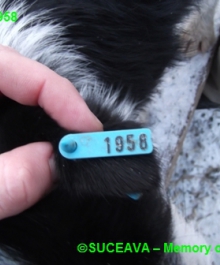 hund-081-1958-7-01-2013-009