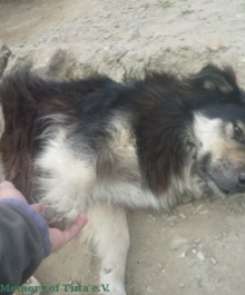 hund-1-2